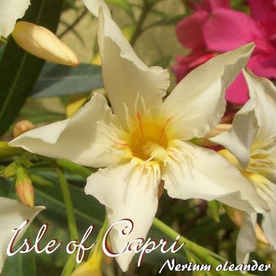 Oleander "Isle of Capri" - Nerium oleander - Größe C08