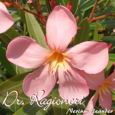 Oleander "Dr. Ragioneri" - Nerium oleander - Größe C03