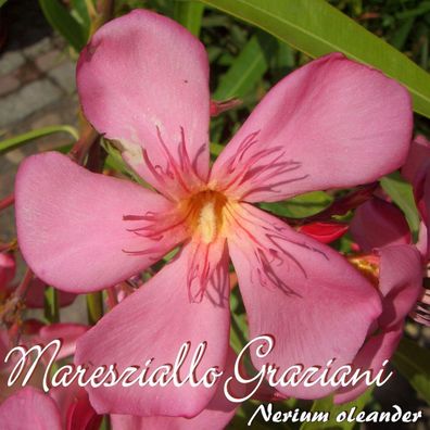 min 3 Stück Nerium oleander Oleander /"Professeur Granel/" Stecklinge