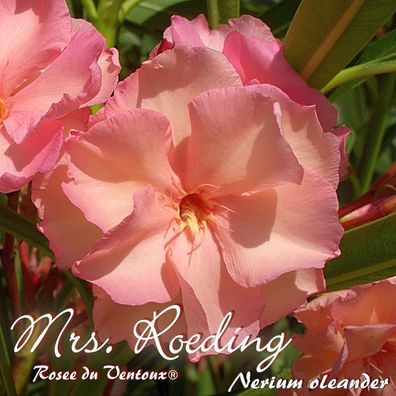Oleander "Mrs. Roeding / Rosee du Ventoux®" - Nerium oleander - Größe C03