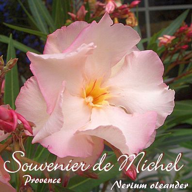 Oleander "Souvenier de Michel / Provence" - Nerium oleander - Größe C03