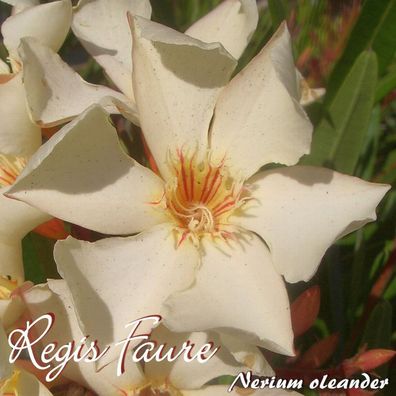 Oleander "Regis Faure" - Nerium oleander - Größe C15