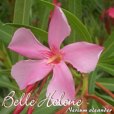 Oleander "Belle Helene" - Nerium oleander - Größe C03