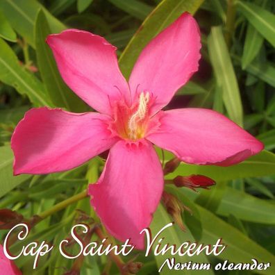 Oleander "Cap Saint Vincent" - Nerium oleander - Größe C03