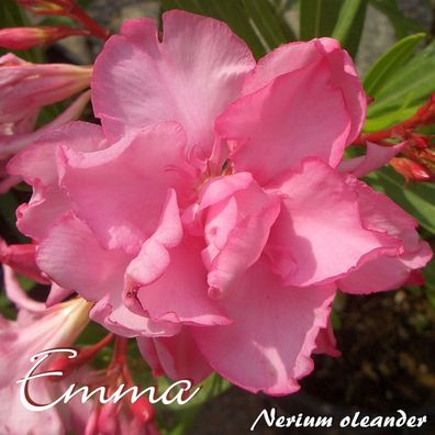 Oleander "Emma" - Nerium oleander - Größe C08