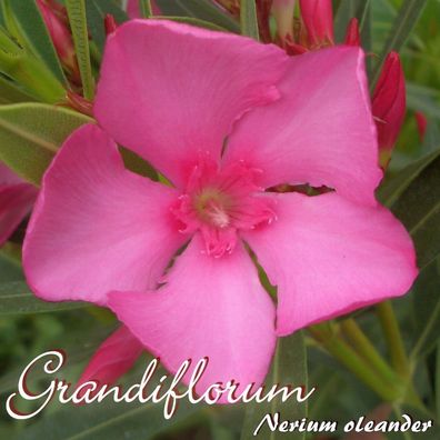 Oleander "Grandiflorum" - Nerium oleander - Größe C03