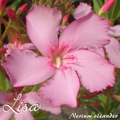 Oleander "Lisa" - Nerium oleander - Größe C03