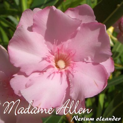 Oleander "Madame Allen / Madame Planchon" - Nerium oleander - Größe C03