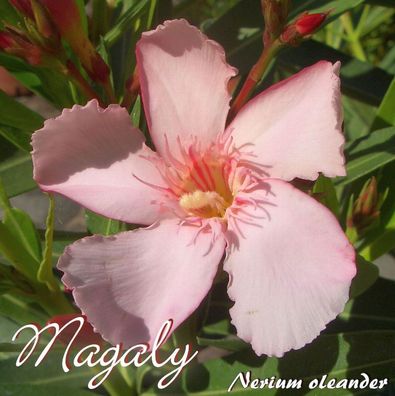 Oleander "Magaly" - Nerium oleander - Größe C03