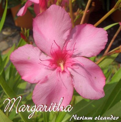 Oleander "Margaritha" - Nerium oleander - Größe C15