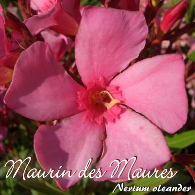 Oleander "Maurin des Maures" - Nerium oleander - Größe C03