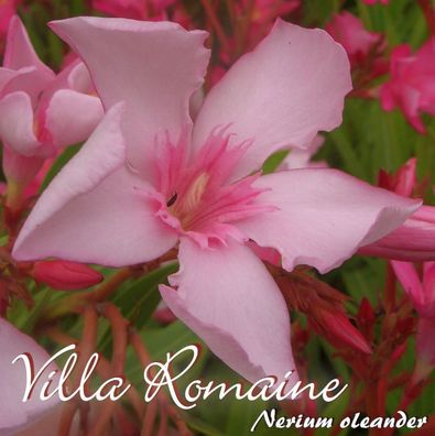 Oleander "Villa Romaine" - Nerium oleander - Größe C03