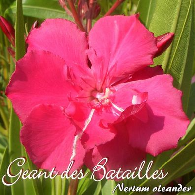 Oleander "Geant des Batailles" - Nerium oleander - Größe C08