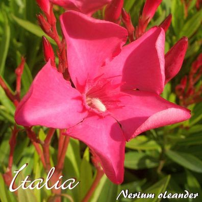 Oleander "Italia" - Nerium oleander - Größe C03
