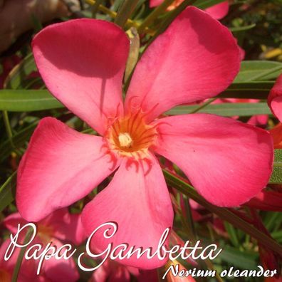 Oleander "Papa Gambetta" - Nerium oleander - Größe C03