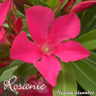 Oleander "Rosanie" - Nerium oleander - Größe C15