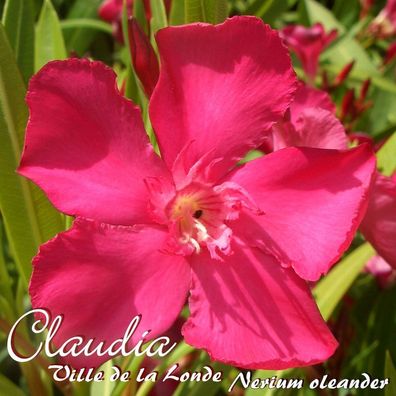 Oleander "Claudia / Ville de la Londe" - Nerium oleander - Größe C03