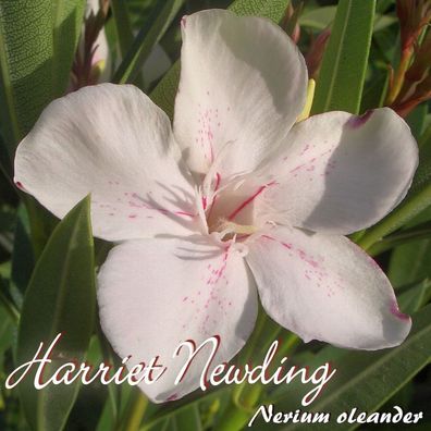 Oleander "Harriet Newding" - Nerium oleander - Größe C15