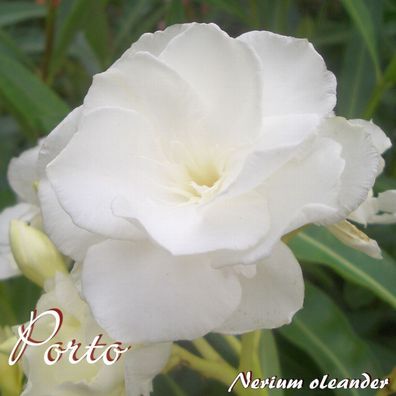 Oleander "Porto" - Nerium oleander - Größe C08