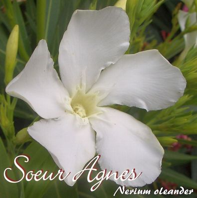 Oleander "Soeur Agnes" - Nerium oleander - Größe C03