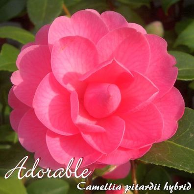 Kamelie "Adorable" - Camellia pitardii hybrid - 3-jährige Pflanze (217)