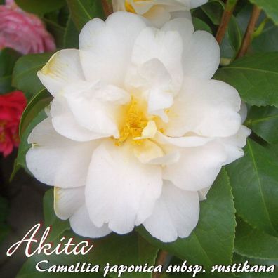 Kamelie "Akita" - Camellia japonica subsp. rustikana - 3-jährige Pflanze (94)
