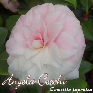 Kamelie "Angela Cocchi" - Camellia japonica - 3-jährige Pflanze (42)