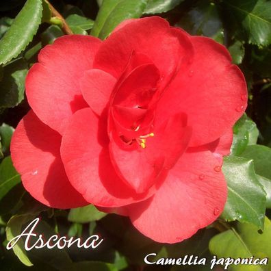 Kamelie "Ascona" - Camellia japonica - 3-jährige Pflanze (33)