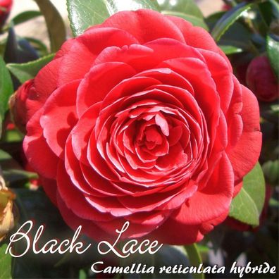 Kamelie "Black Lace" - Camellia reticulata hybride - 3-jährige Pflanze