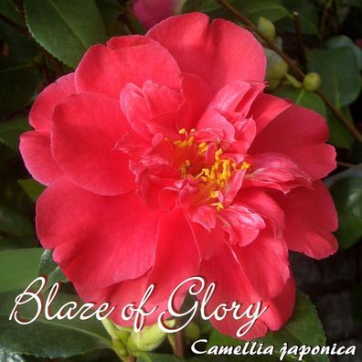 Kamelie "Blaze of Glory" - Camellia japonica - 3-jährige Pflanze (169)
