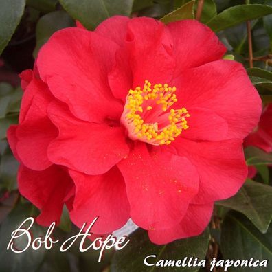 Kamelie "Bob Hope" - Camellia japonica - 3-jährige Pflanze (65)