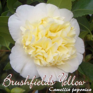 Kamelie "Brushfields Yellow" - Camellia japonica - 3-jährige Pflanze (88)