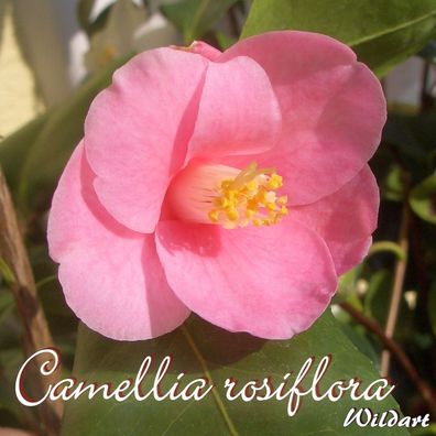 Kamelie "Camellia rosiflora" - Wildart - 3-jährige Pflanze (178)