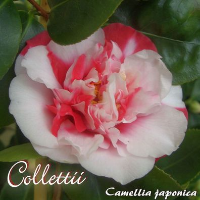 Kamelie "Collettii" - Camellia japonica - 4 bis 5-jährige Pflanze (25)