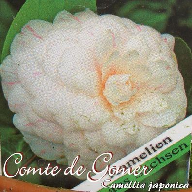 Kamelie "Comte de Gomer" - Camellia japonica - 3-jährige Pflanze (145)
