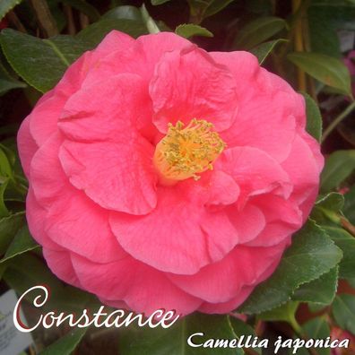 Kamelie "Constance" - Camellia japonica - 3-jährige Pflanze ()