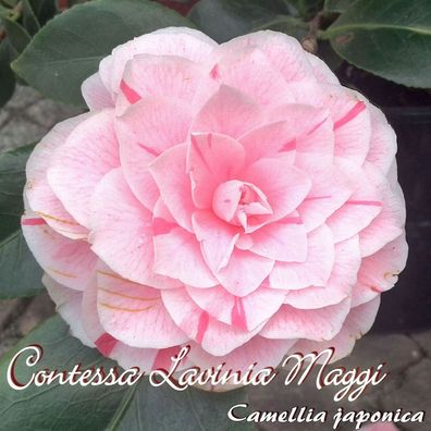 Kamelie "Contessa Lavinia Maggi" - Camellia japonica - 3-jährige Pflanze (75)