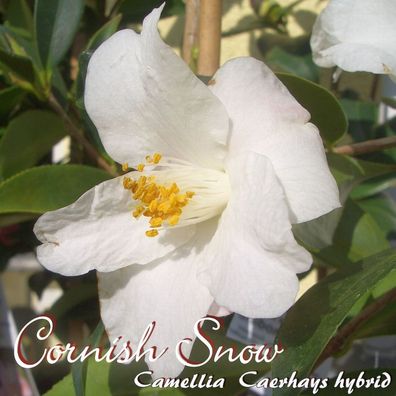 Kamelie "Cornish Snow" - Camellia Caerhays Hybrid - 3-jährige Pflanze (85)
