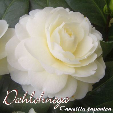 Kamelie "Dahlohnega" - Camellia japonica - 3-jährige Pflanze (126)