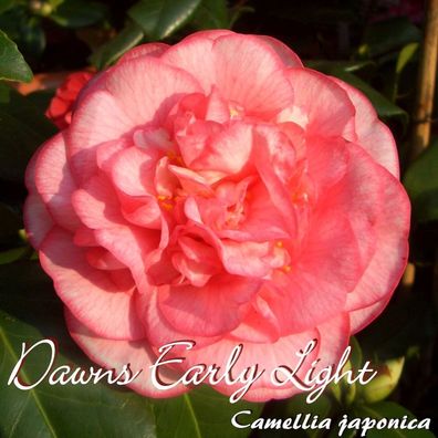 Kamelie "Dawns Early Light" - Camellia japonica - 3-jährige Pflanze (20)