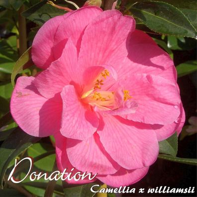 Kamelie "Donation" - Camellia x williamsii - 3-jährige Pflanze (23)