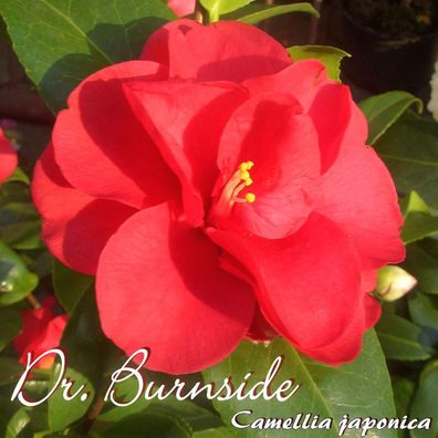 Kamelie "Dr. Burnside" - Camellia japonica - 3-jährige Pflanze (53)