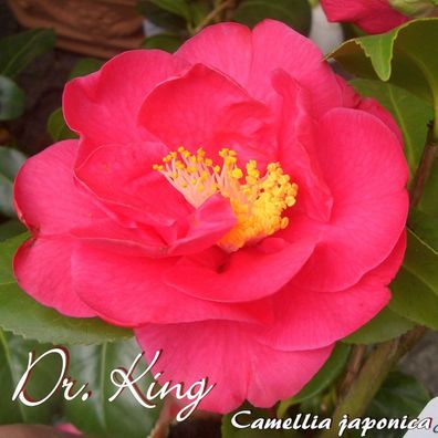 Kamelie "Dr. King" - Camellia japonica - 3-jährige Pflanze (166)