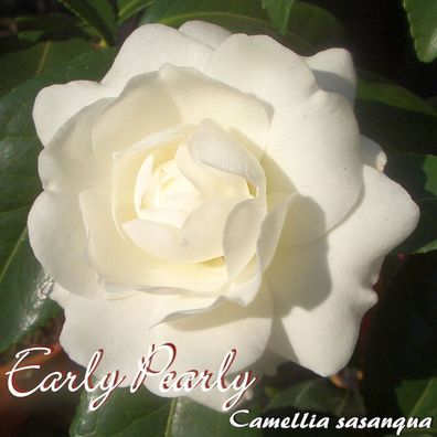 Kamelie "Early Pearly" - Camellia sasanqua - 4 bis 5-jährige Pflanze (262)