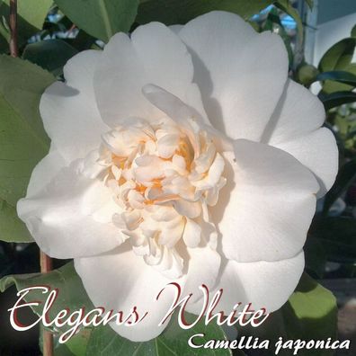 Kamelie "Elegans White" - Camellia japonica - 3-jährige Pflanze (2)
