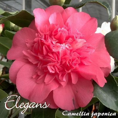 Kamelie "Elegans" - Camellia japonica - 4 bis 5-jährige Pflanze (1)