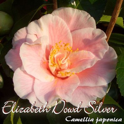Kamelie "Elizabeth Dowd Silver" - Camellia japonica - 3-jährige Pflanze (67)