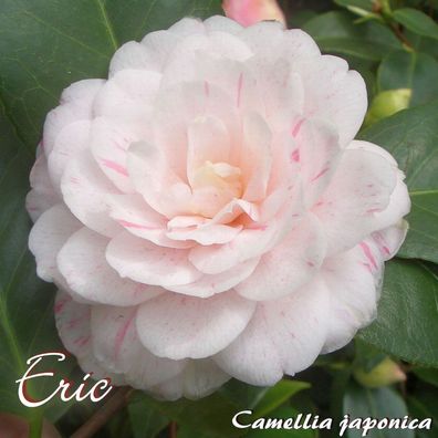 Kamelie "Eric" - Camellia japonica - 3-jährige Pflanze (130)