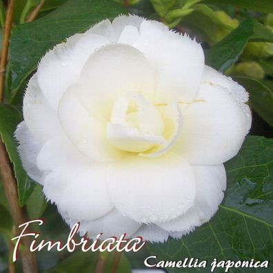 Kamelie "Fimbriata" - Camellia japonica - 3-jährige Pflanze (213)