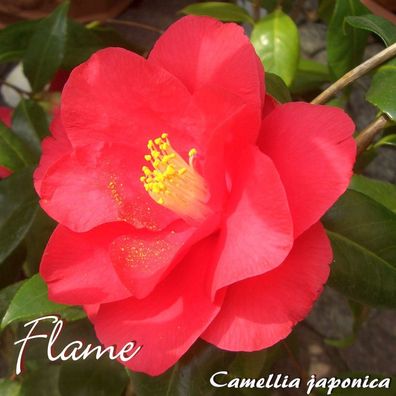 Kamelie "Flame" - Camellia japonica - 3-jährige Pflanze (45)